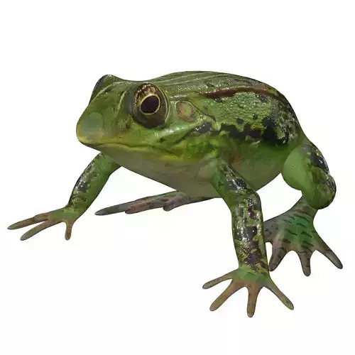 Frog Low-poly 3D model
