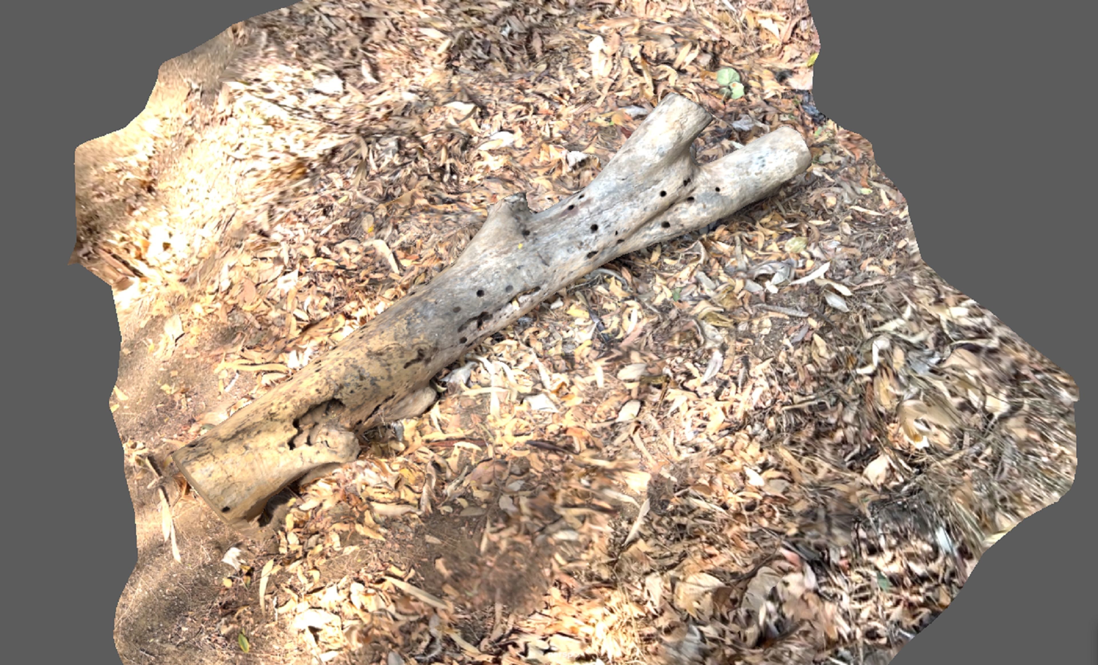 A beautiful tree log surrounded by dried leaves 3D model_4