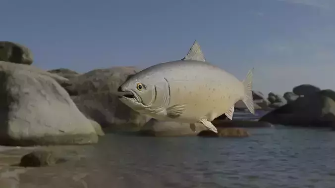 Salmon Fish 3D model