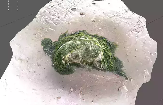 A beautiful looking Sand Rock surrounded by green algae 