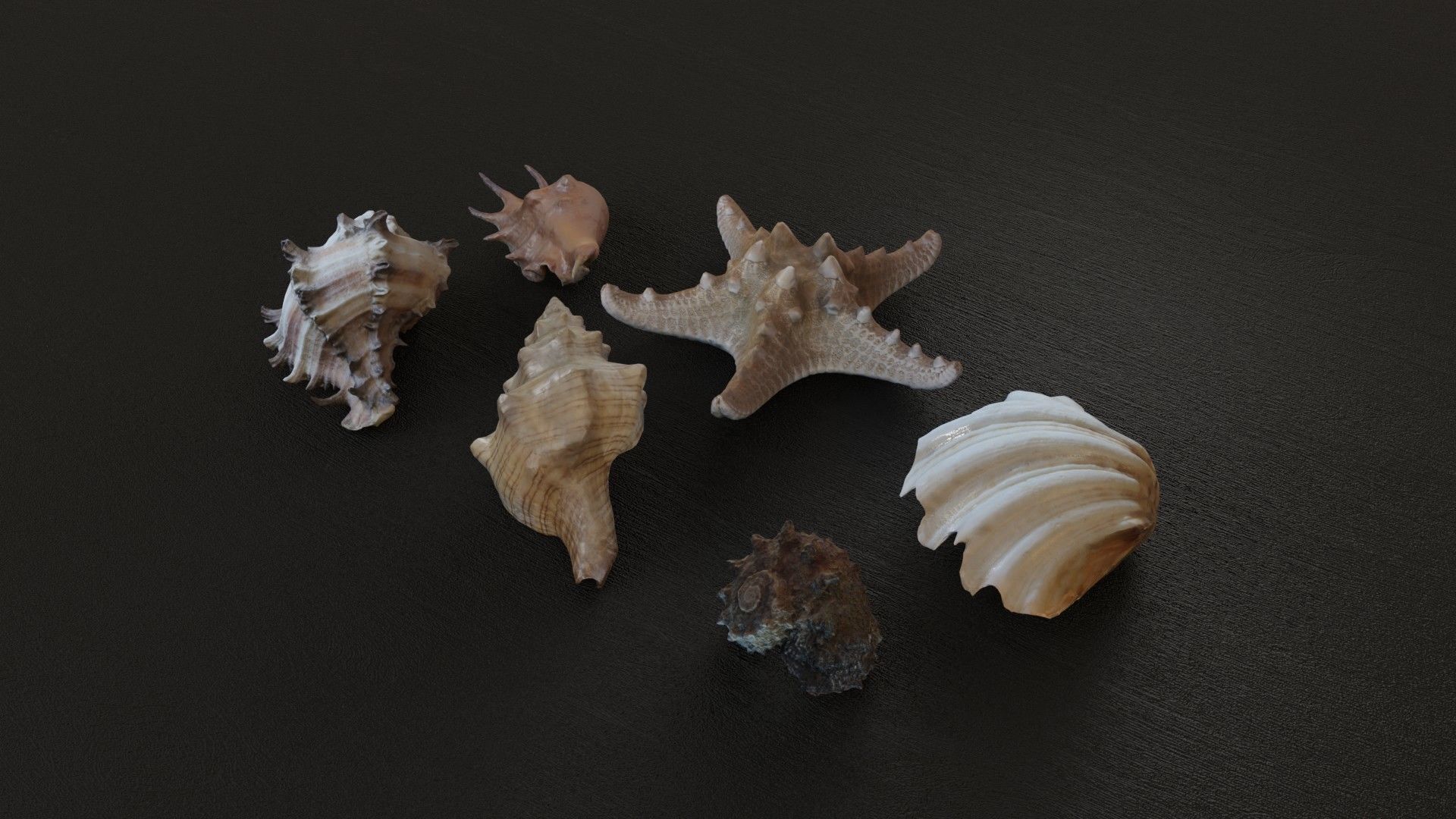 Sea shells collection Vol 1 Low-poly 3D model_2