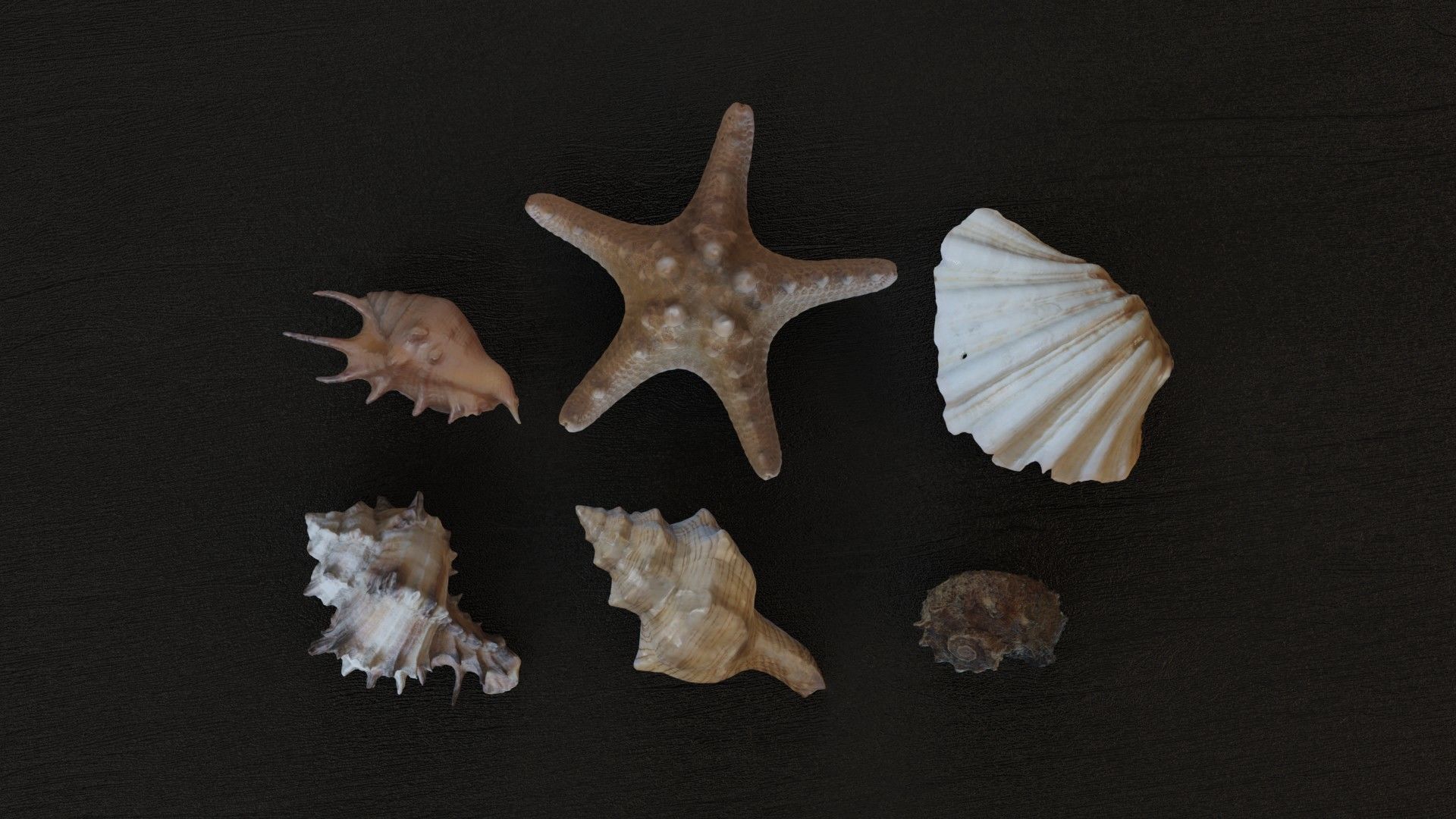 Sea shells collection Vol 1 Low-poly 3D model_3