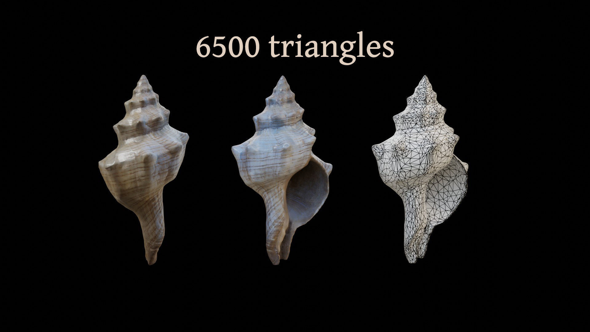 Sea shells collection Vol 1 Low-poly 3D model_10