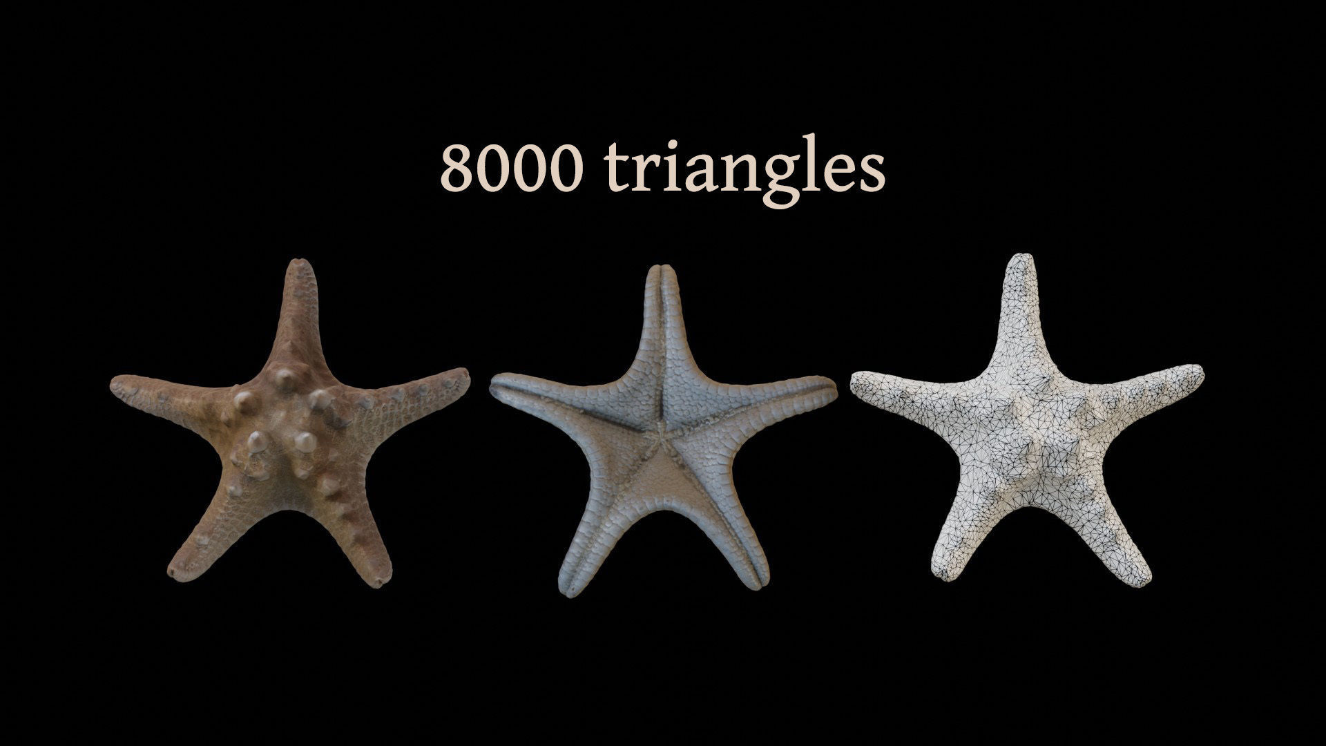 Sea shells collection Vol 1 Low-poly 3D model_13