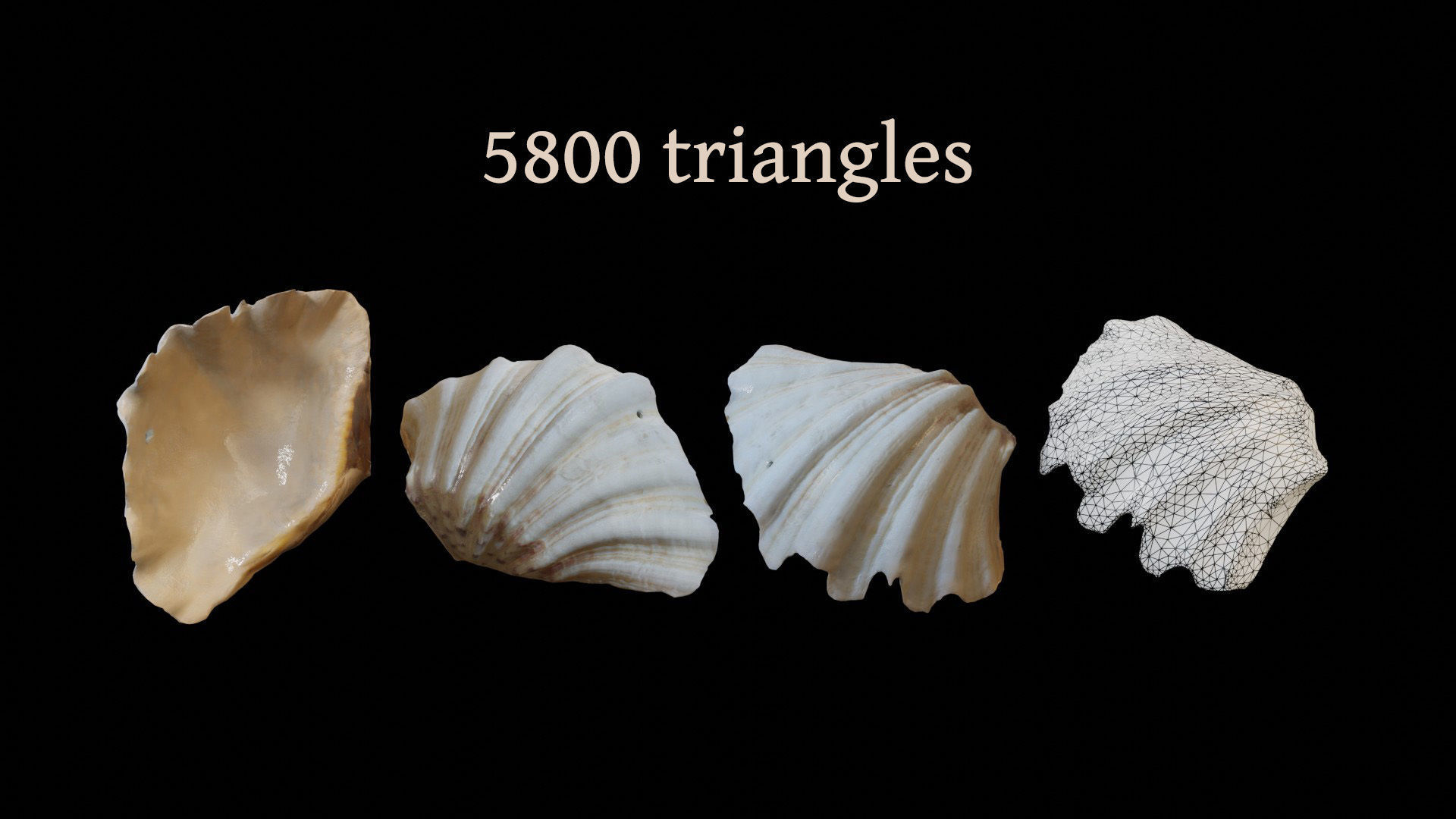 Sea shells collection Vol 1 Low-poly 3D model_9