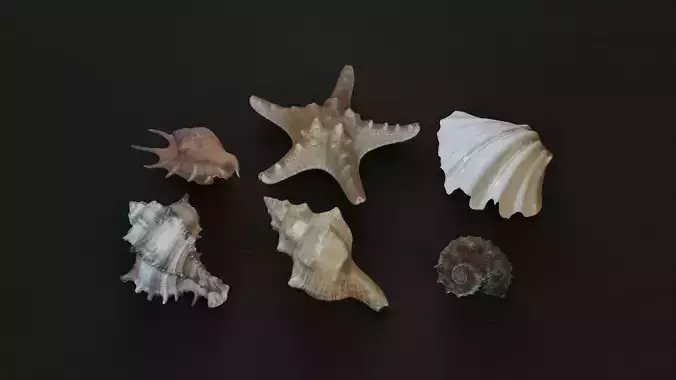 Sea shells collection Vol 1 Low-poly 3D model Sea shells collection Vol 1 Low-poly 3D model
