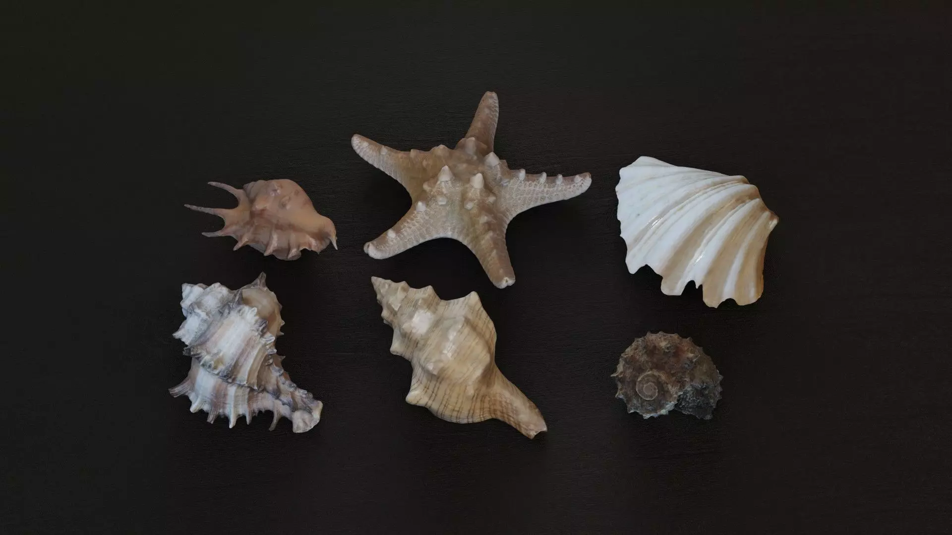 Sea shells collection Vol 1 Low-poly 3D model_0