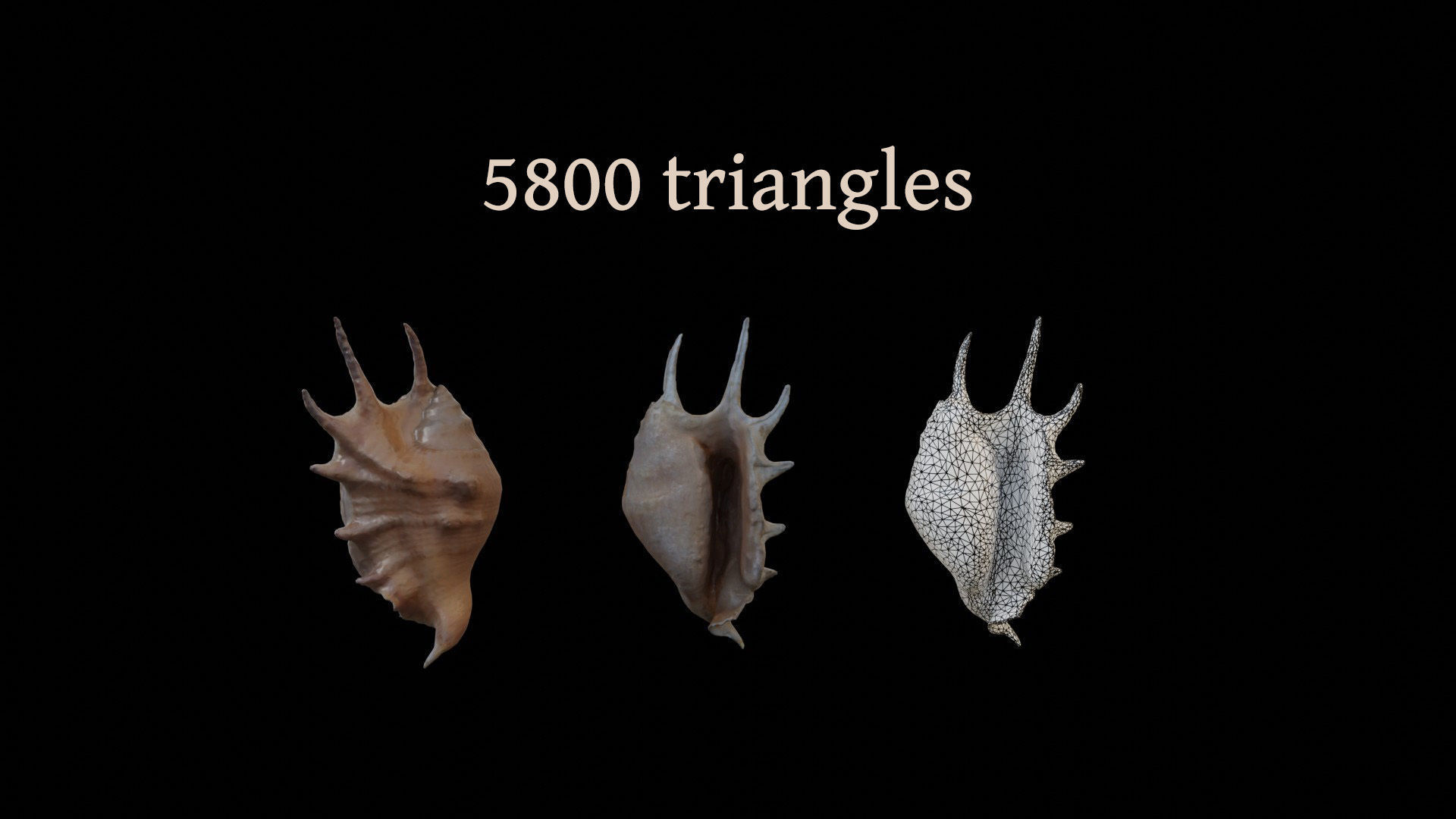 Sea shells collection Vol 1 Low-poly 3D model_12