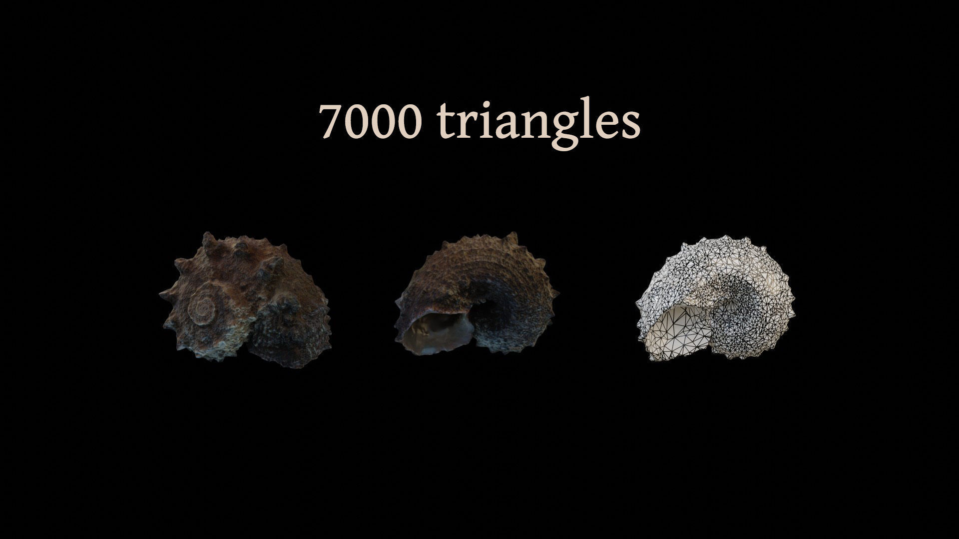 Sea shells collection Vol 1 Low-poly 3D model_11