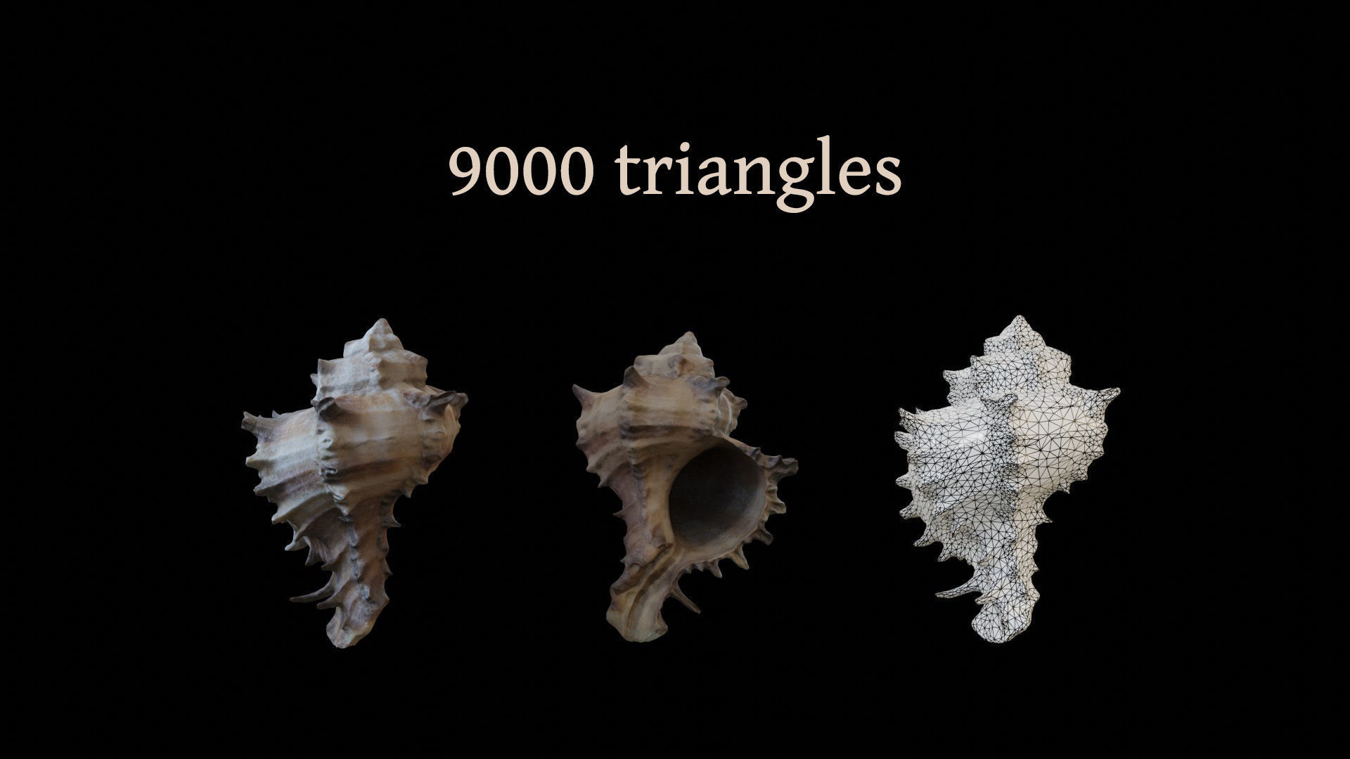 Sea shells collection Vol 1 Low-poly 3D model_14