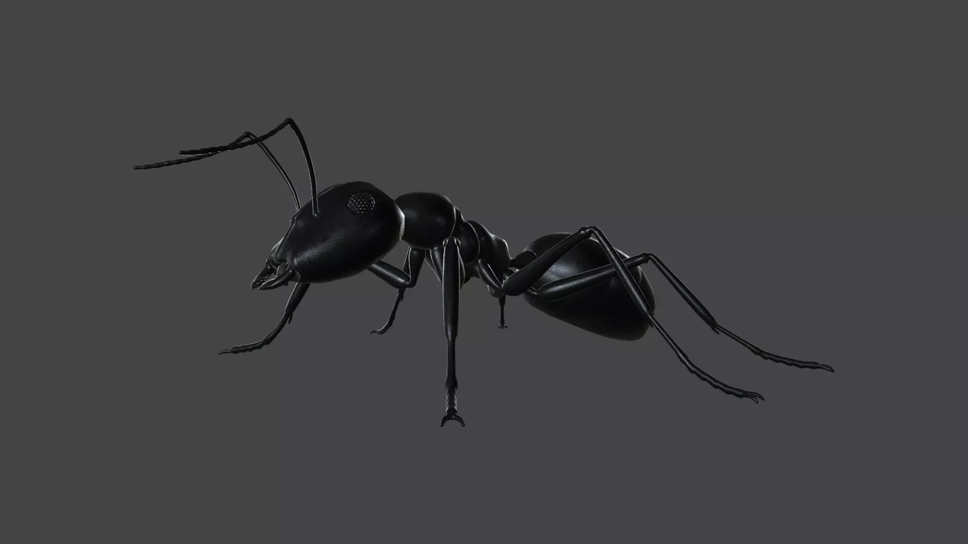ANTS-001 Rigged Black Ant Low-poly 3D model_0