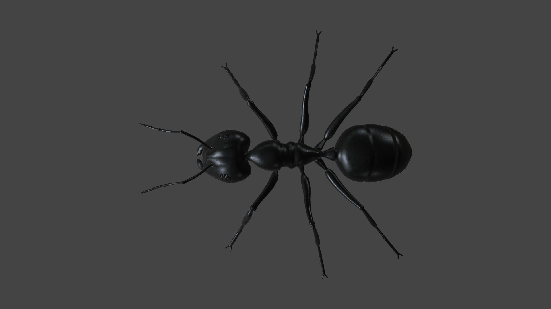ANTS-001 Rigged Black Ant Low-poly 3D model_2