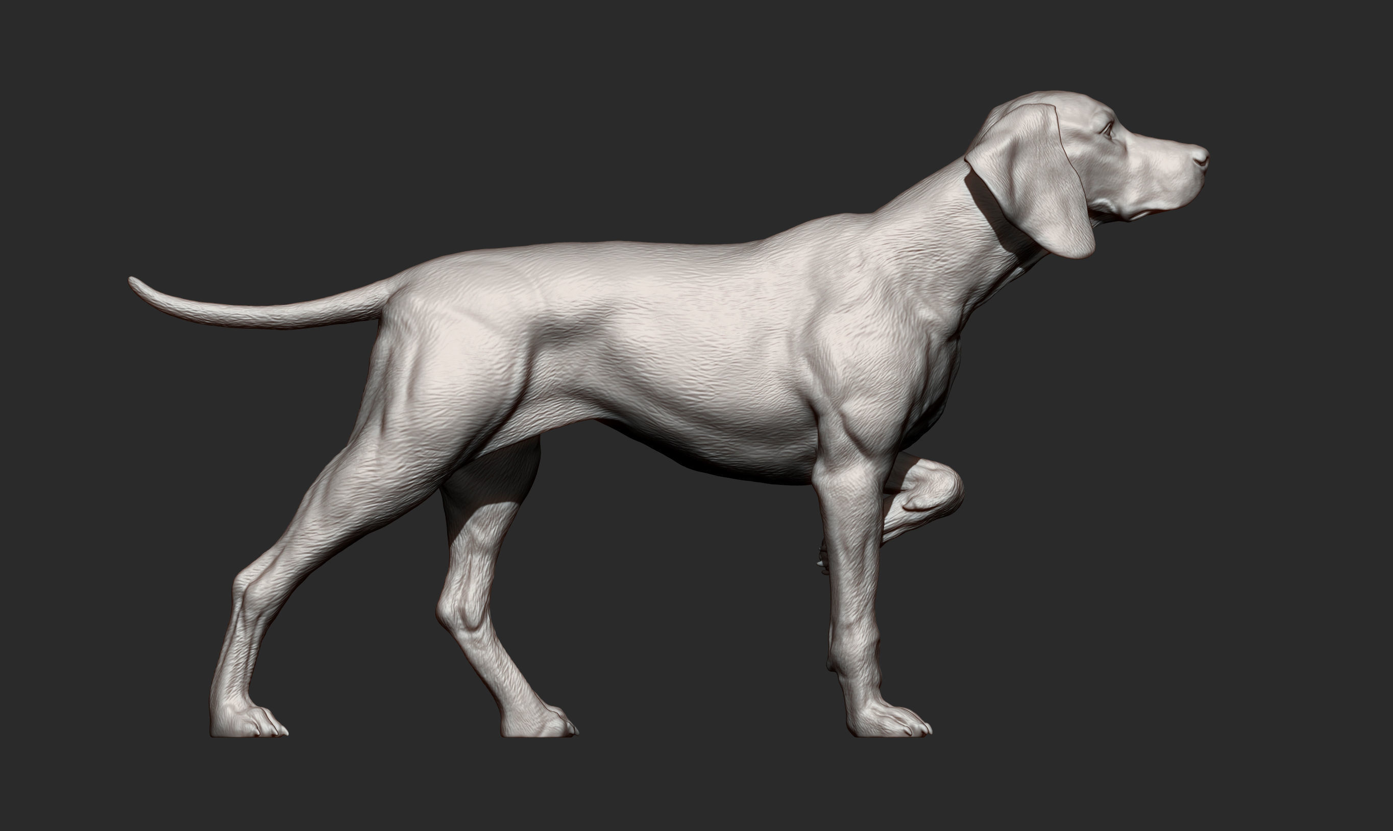 Hungarian vizsla Hungarian Pointing Dog 3D print model 3D print model_10
