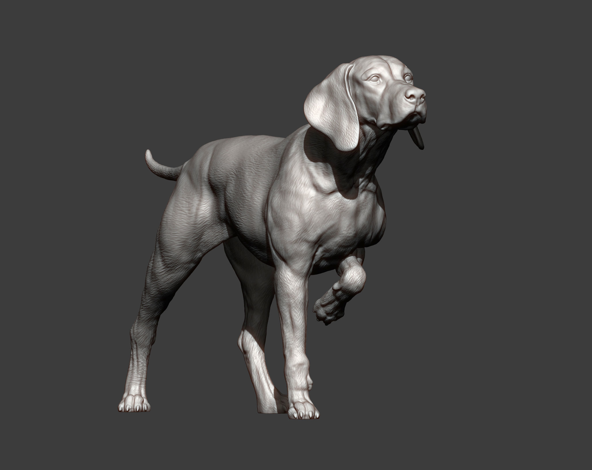 Hungarian vizsla Hungarian Pointing Dog 3D print model 3D print model_7