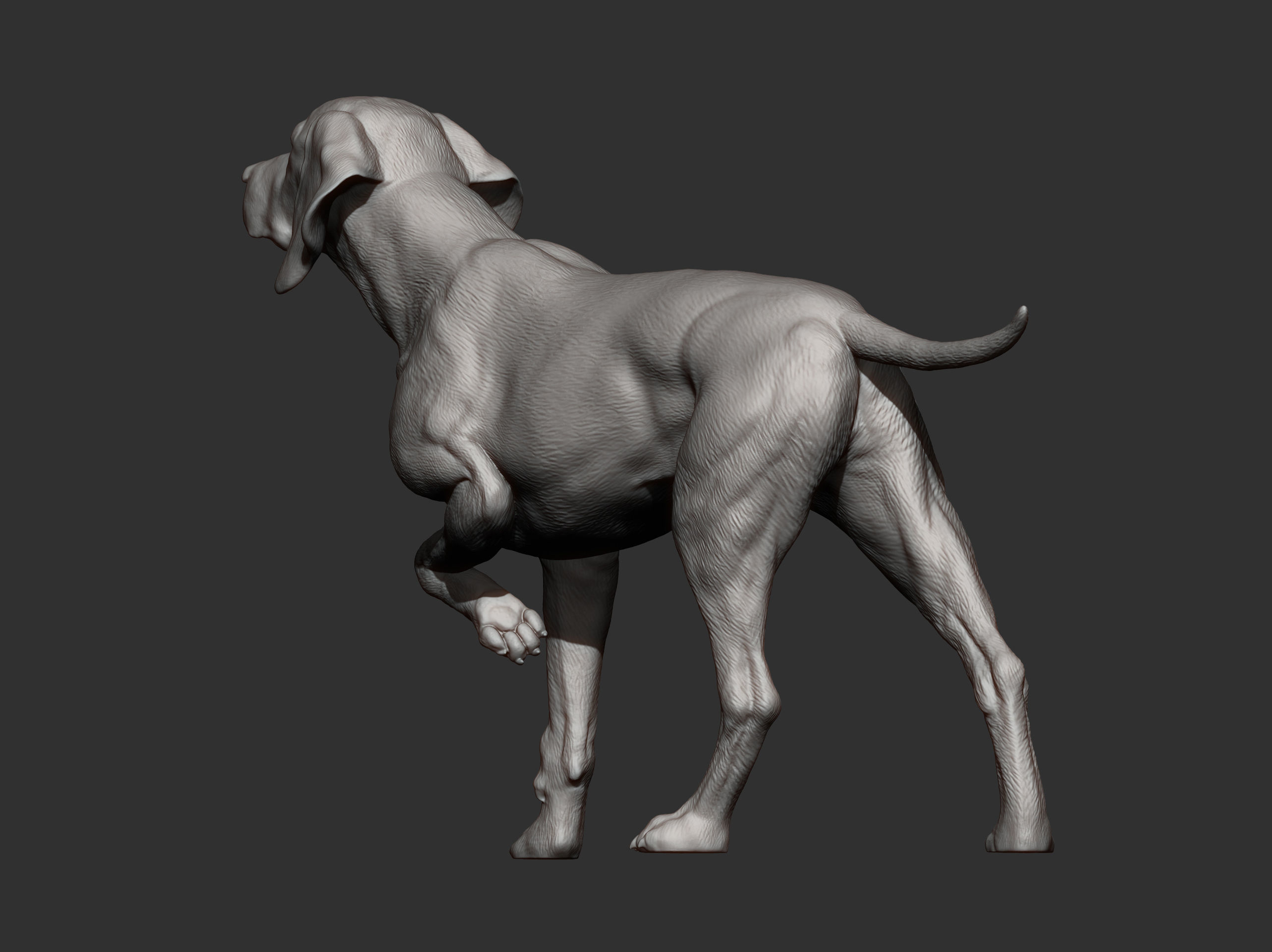 Hungarian vizsla Hungarian Pointing Dog 3D print model 3D print model_9