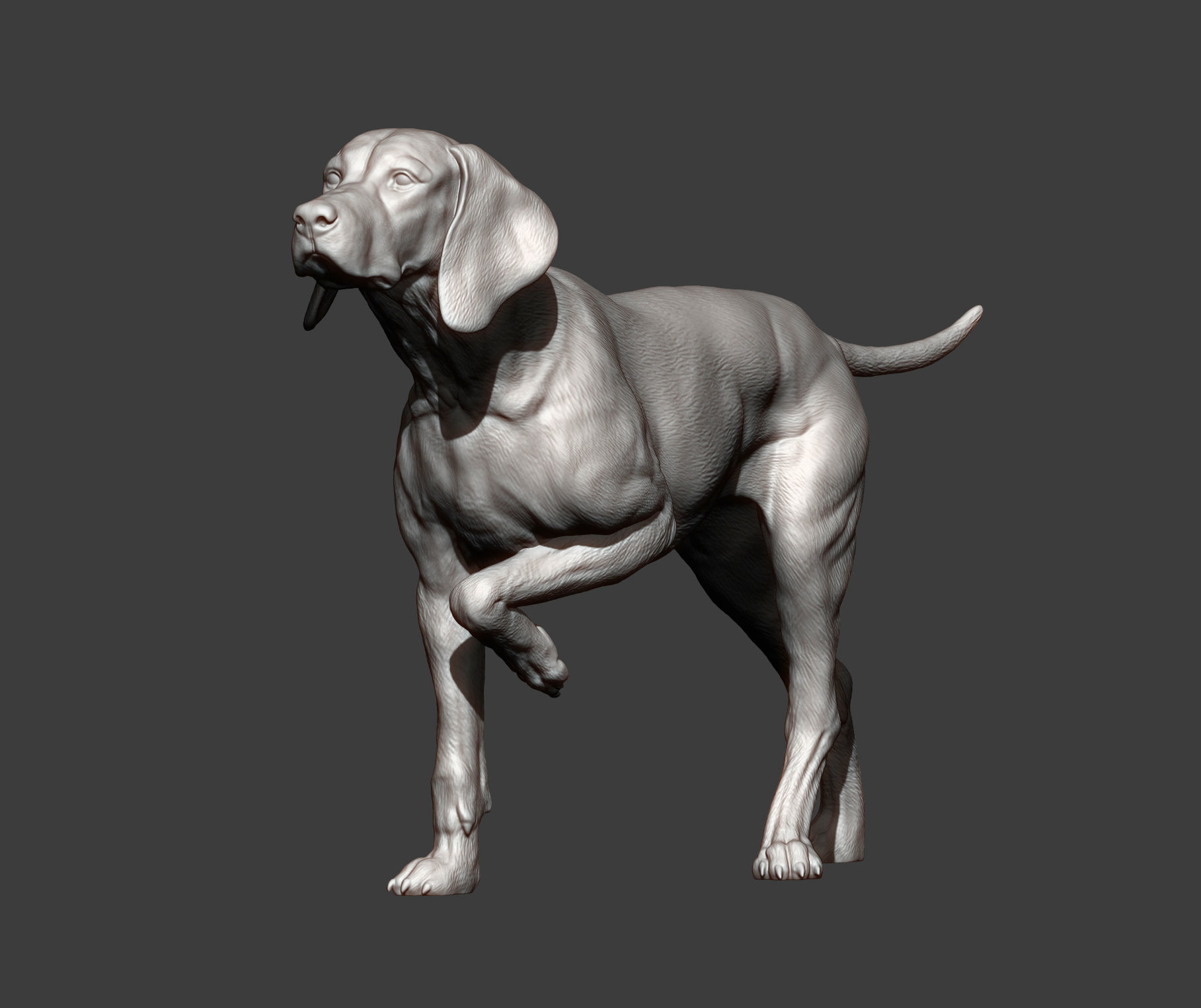 Hungarian vizsla Hungarian Pointing Dog 3D print model 3D print model_8