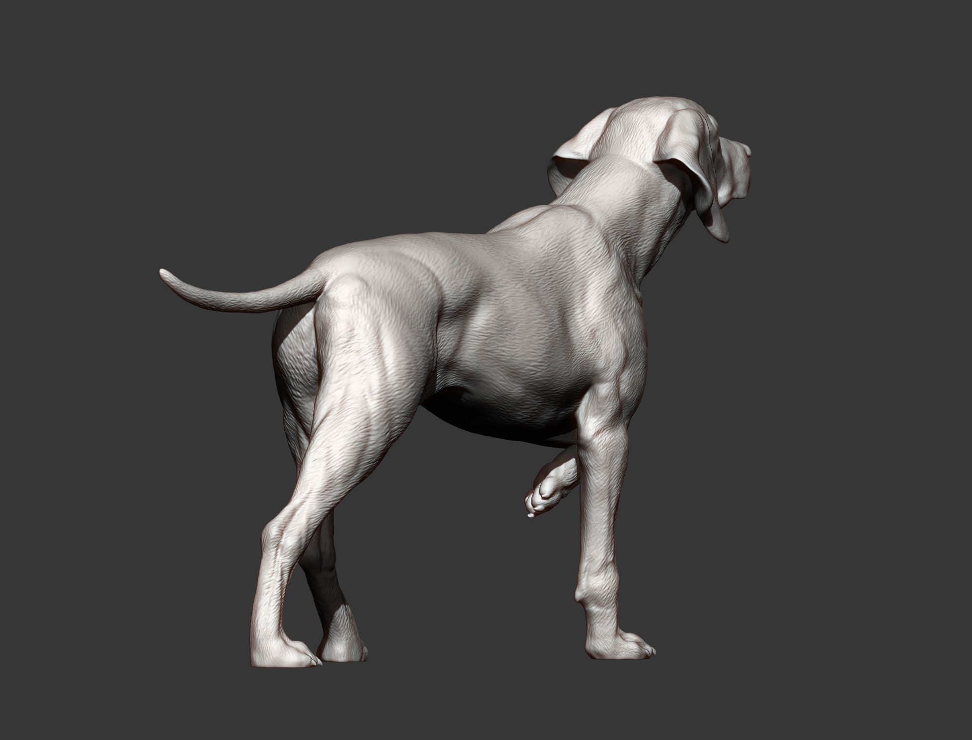 Hungarian vizsla Hungarian Pointing Dog 3D print model 3D print model_11