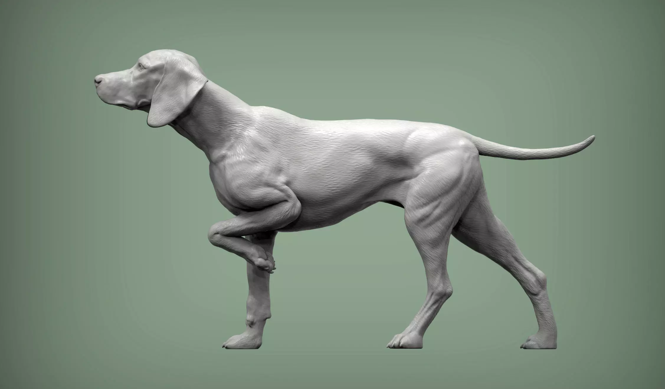 Hungarian vizsla Hungarian Pointing Dog 3D print model 3D print model_0
