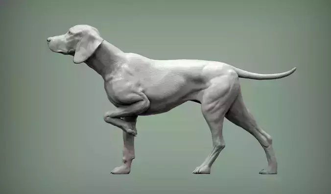 Hungarian vizsla Hungarian Pointing Dog 3D print model 3D print model