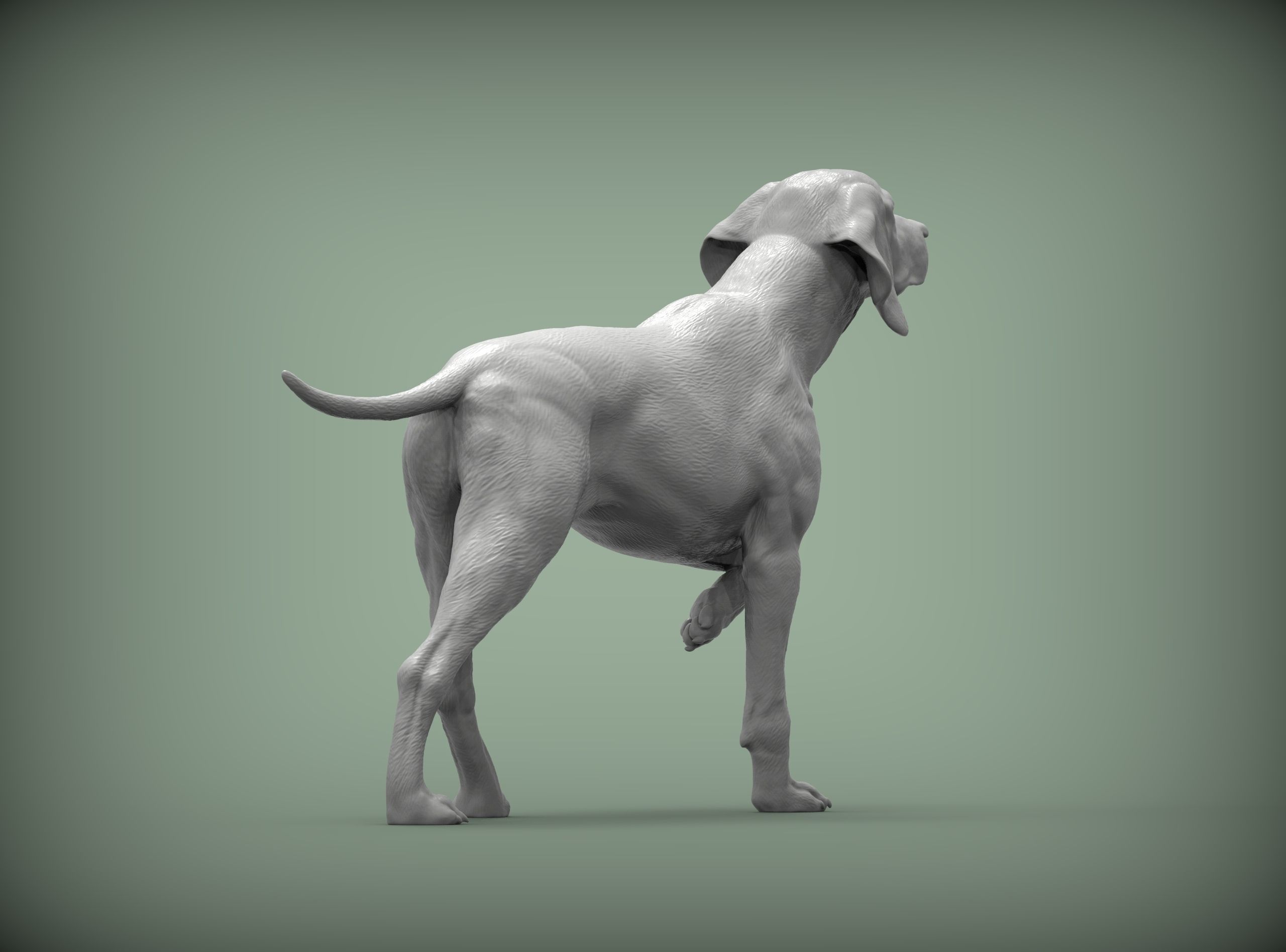 Hungarian vizsla Hungarian Pointing Dog 3D print model 3D print model_4