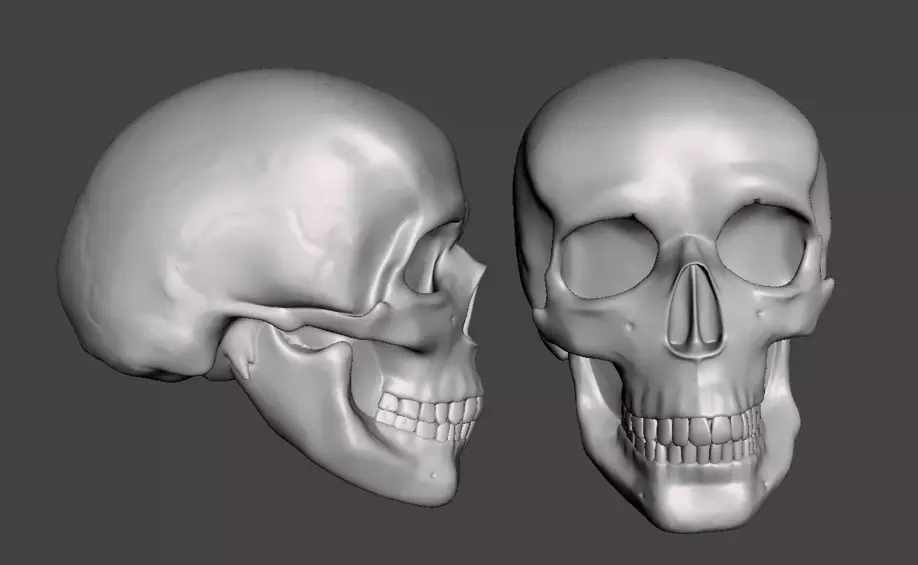 Skull Skeleton Head 3D print model