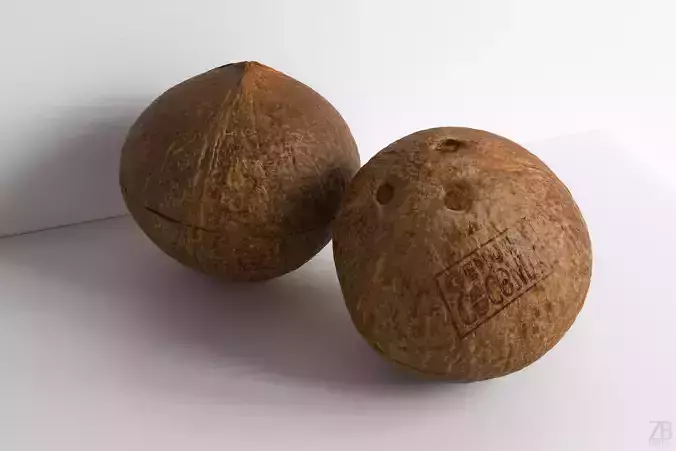 Coconut 3D model