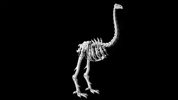 Moa skeleton Low-poly 3D model