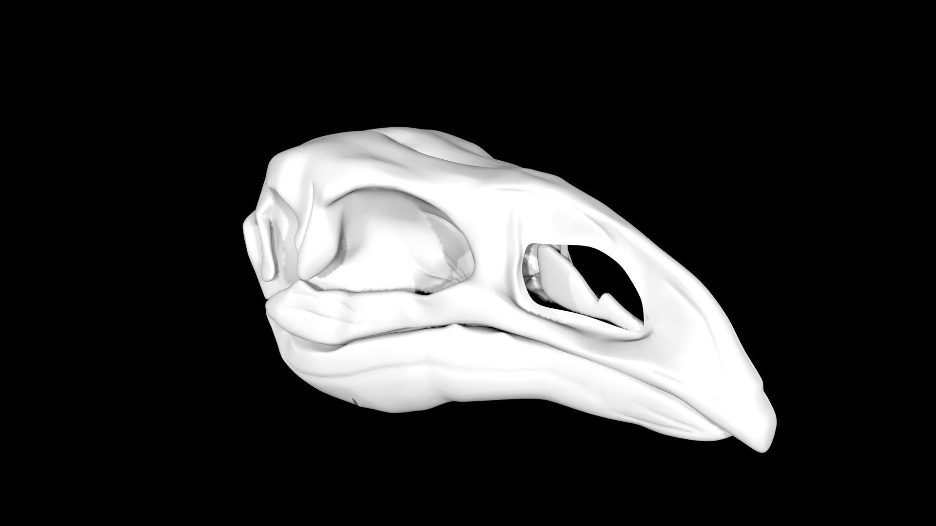 Moa skull Low-poly 3D model_1