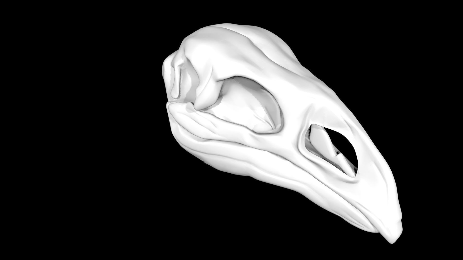Moa skull Low-poly 3D model_4