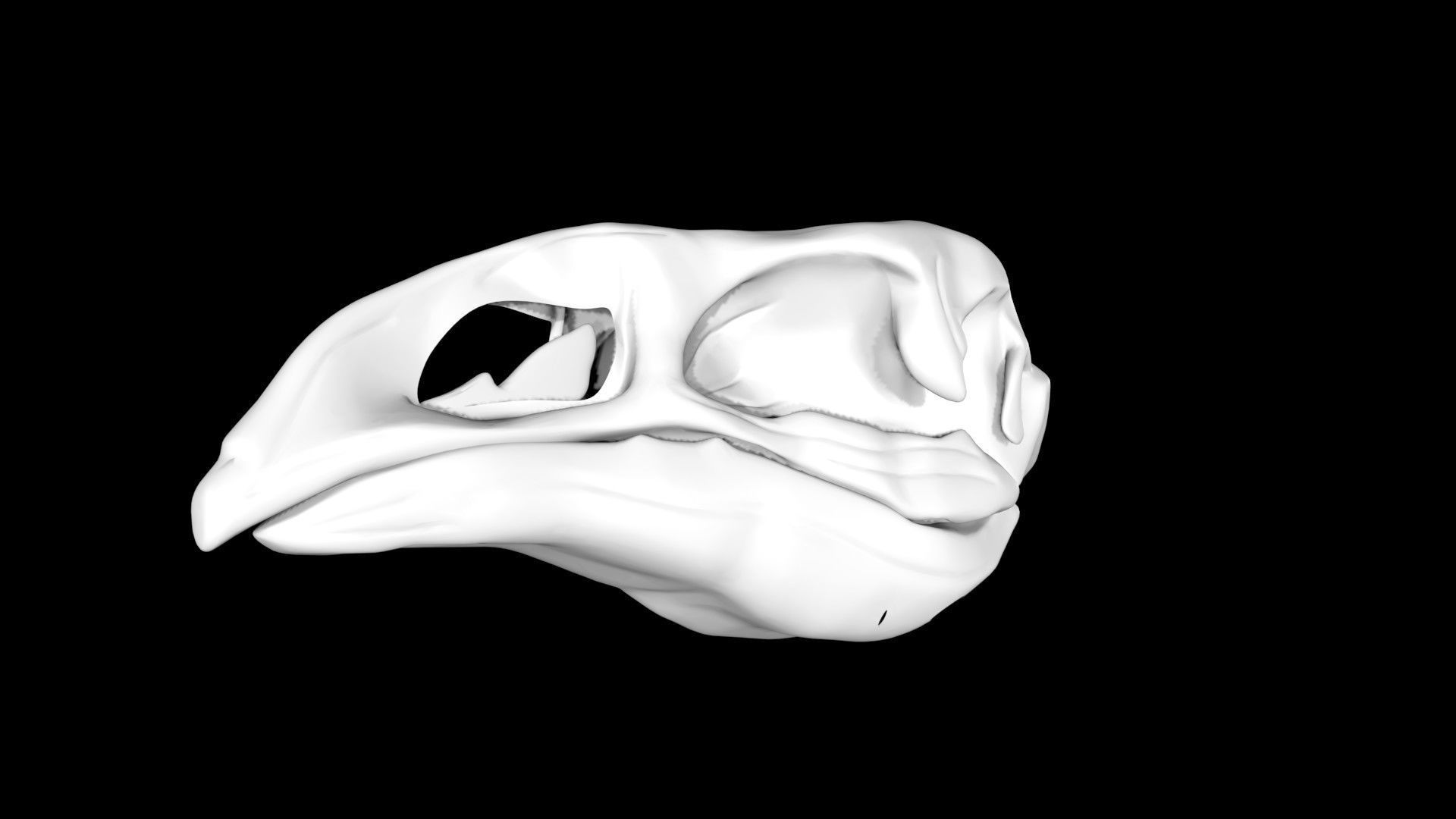 Moa skull Low-poly 3D model_6