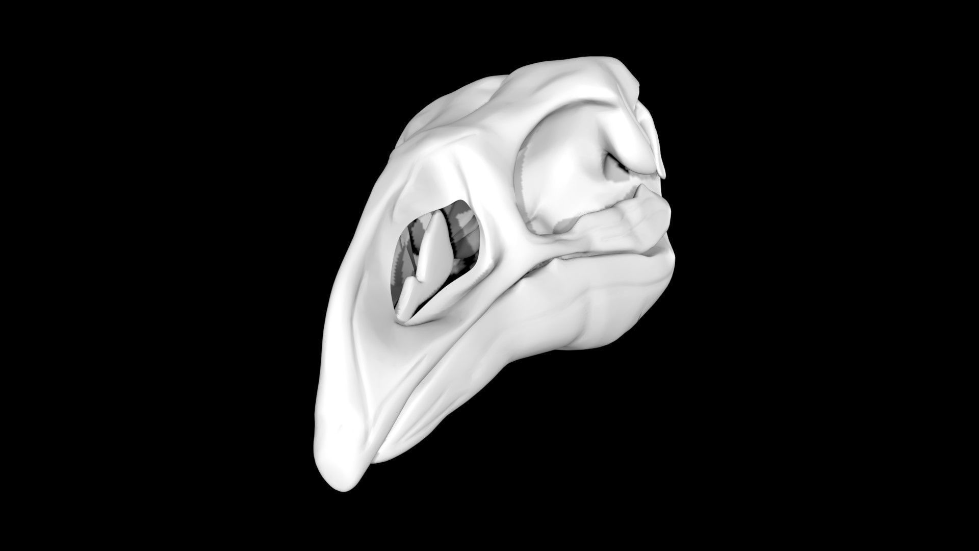 Moa skull Low-poly 3D model_5