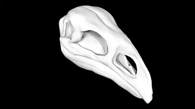 Moa skull