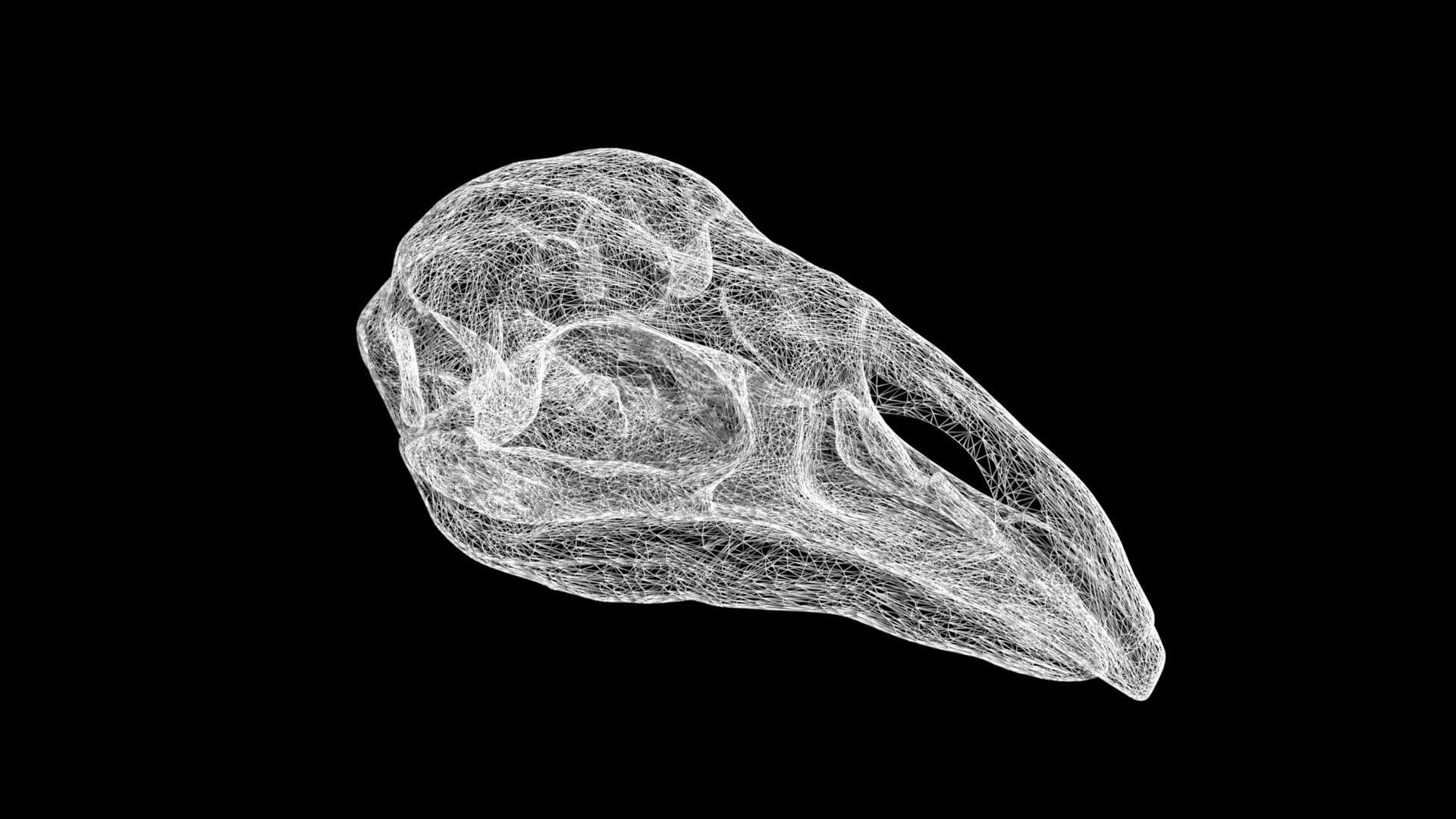 Moa skull Low-poly 3D model_7