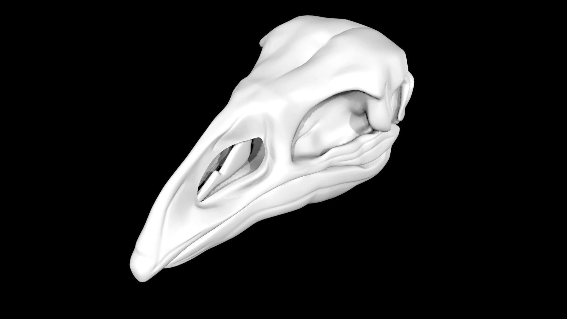 Moa skull Low-poly 3D model_3