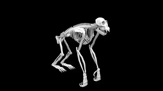Chimpanzee skeleton Low-poly 3D model