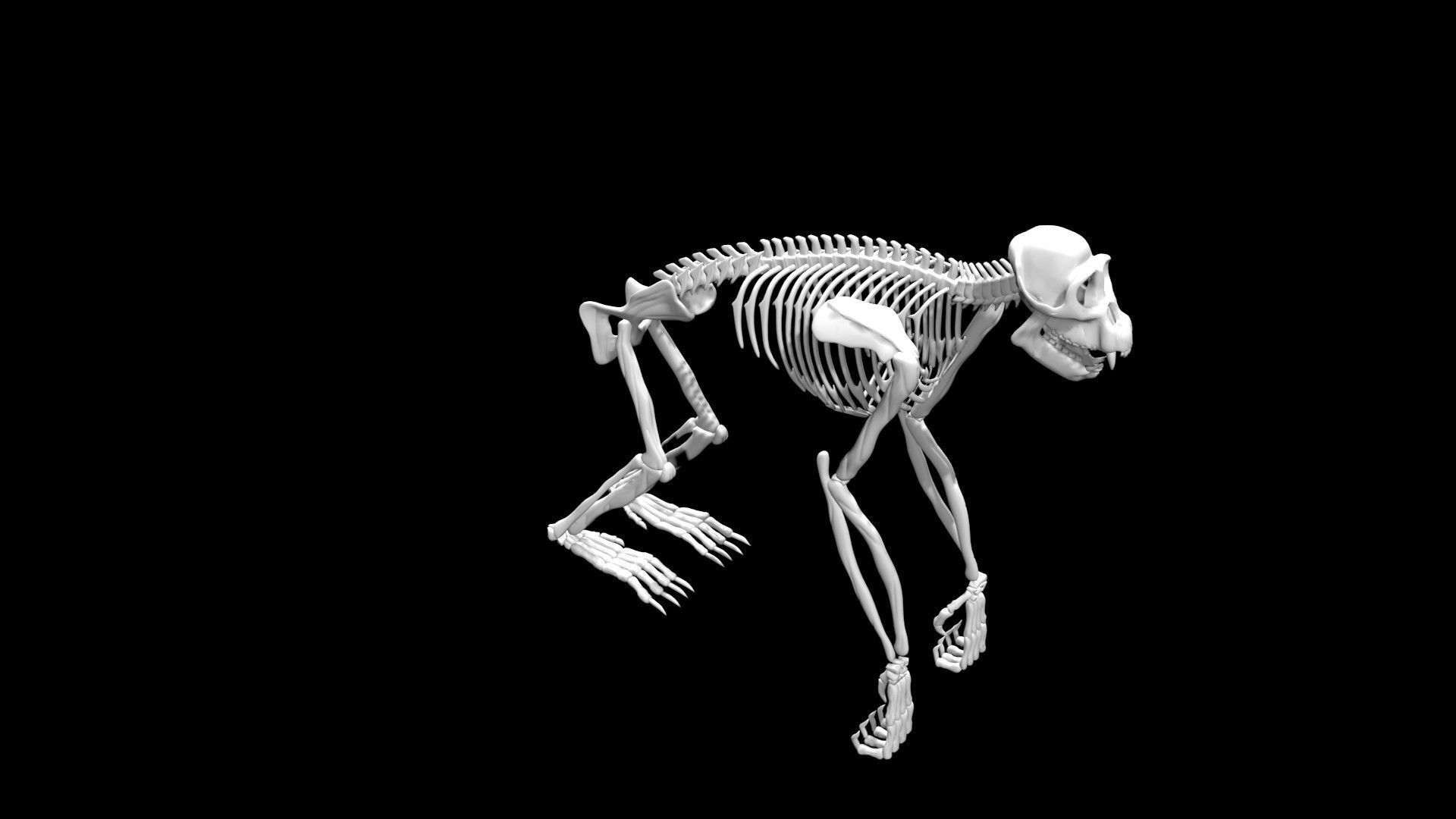 Chimpanzee skeleton Low-poly 3D model_5