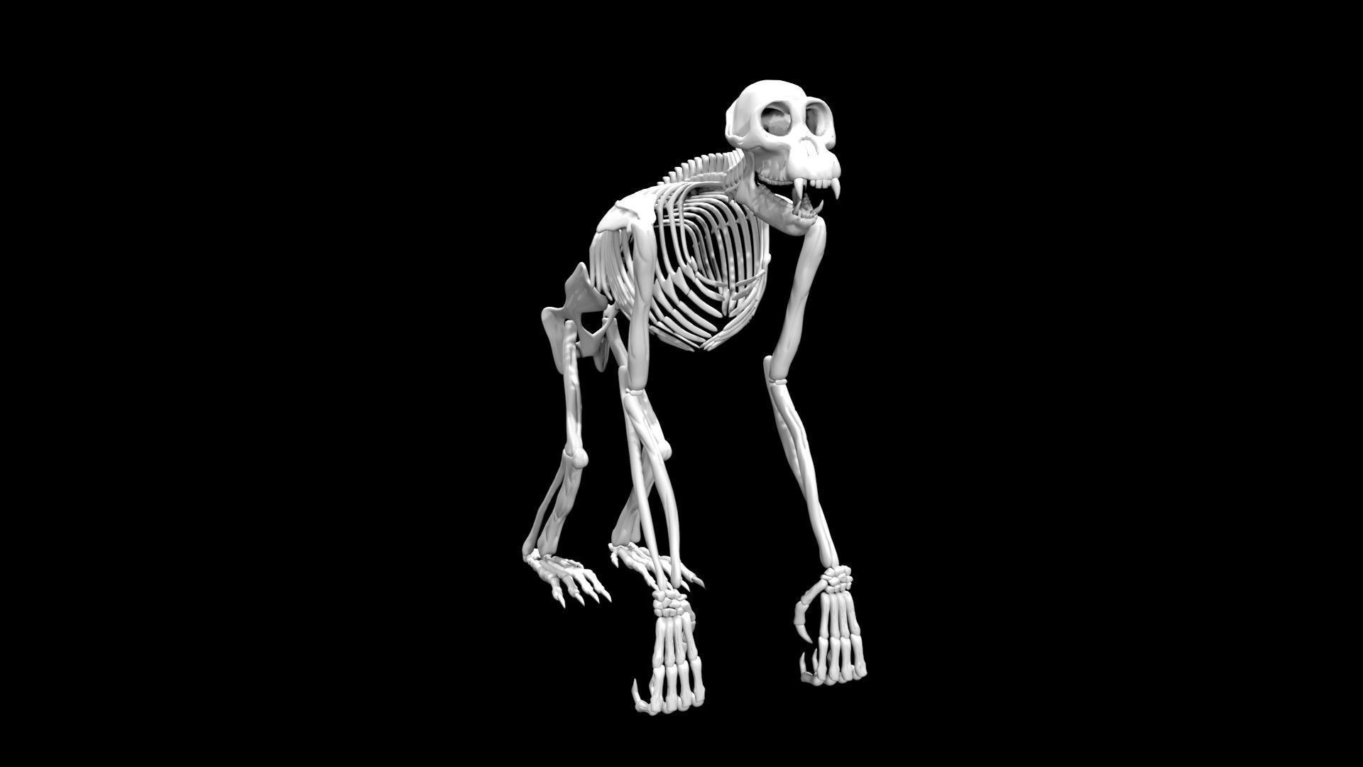 Chimpanzee skeleton Low-poly 3D model_7