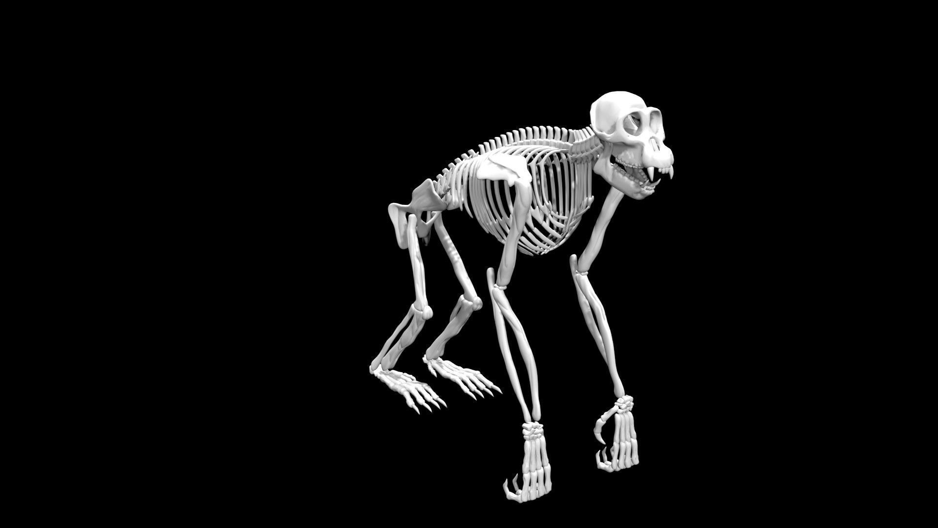 Chimpanzee skeleton Low-poly 3D model_4
