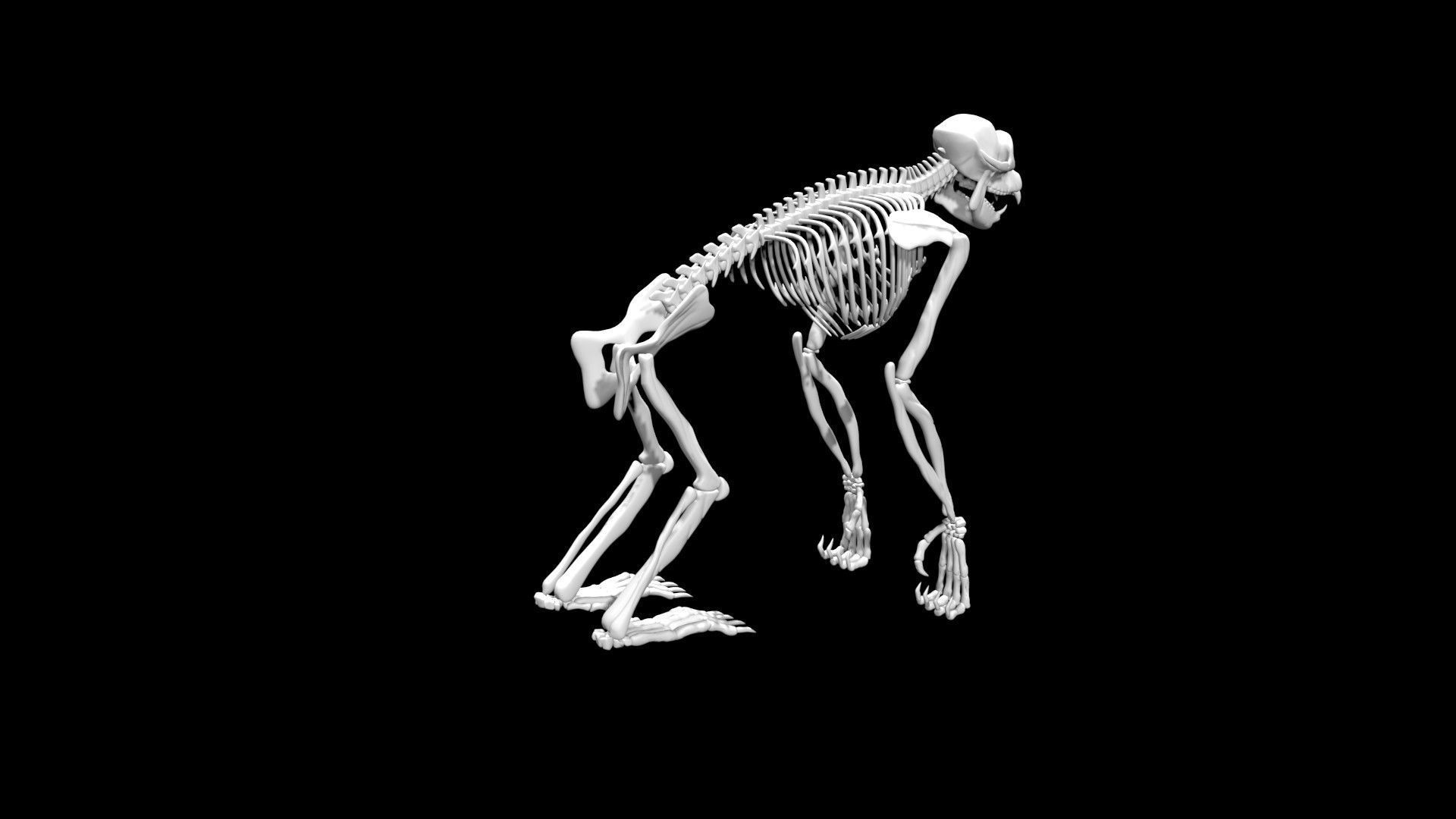 Chimpanzee skeleton Low-poly 3D model_6