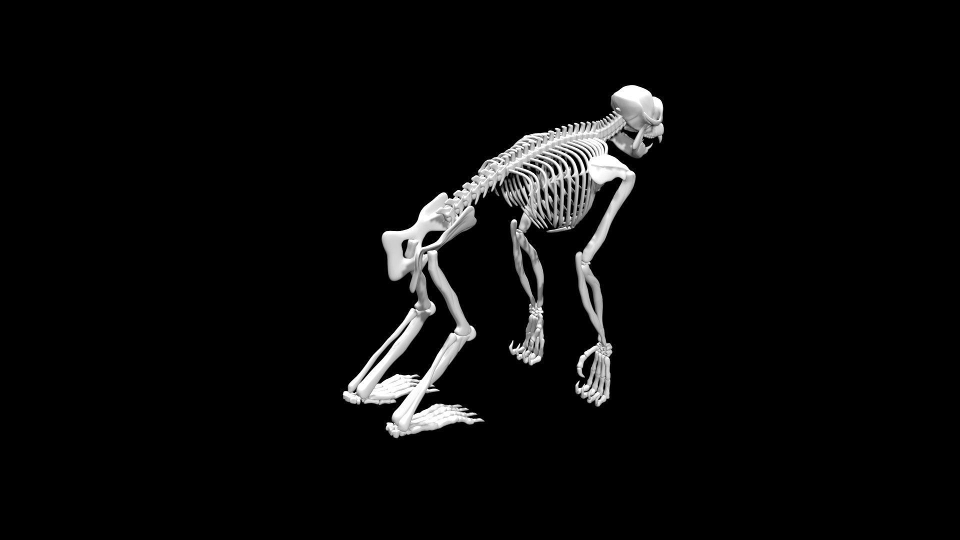 Chimpanzee skeleton Low-poly 3D model_1