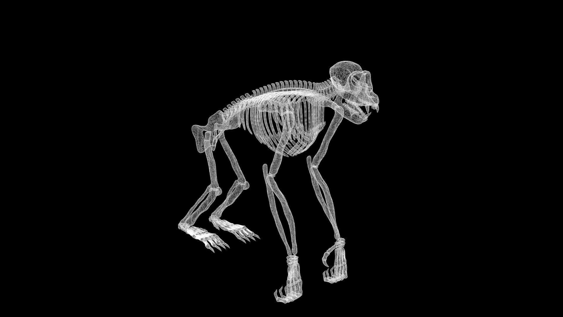 Chimpanzee skeleton Low-poly 3D model_8