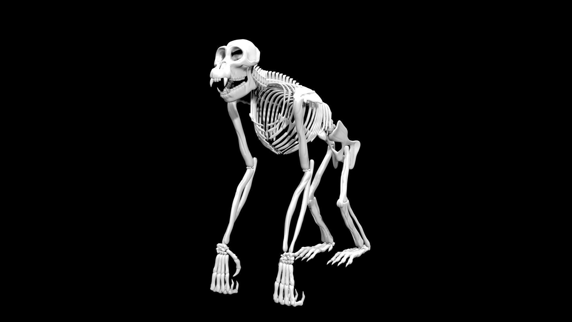 Chimpanzee skeleton Low-poly 3D model_3