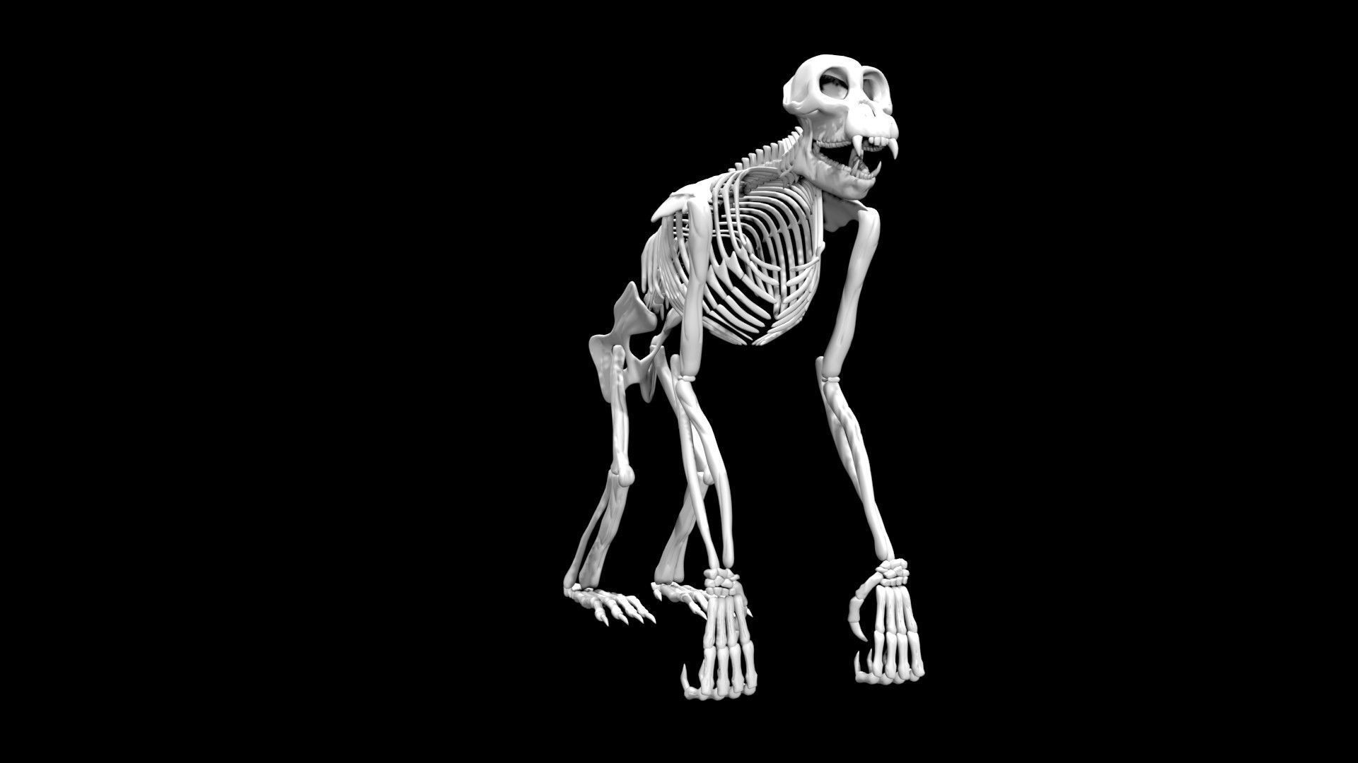 Chimpanzee skeleton Low-poly 3D model_2