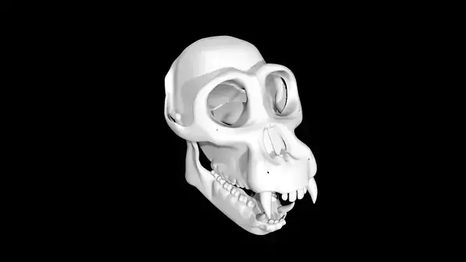 Chimpanzee skull
