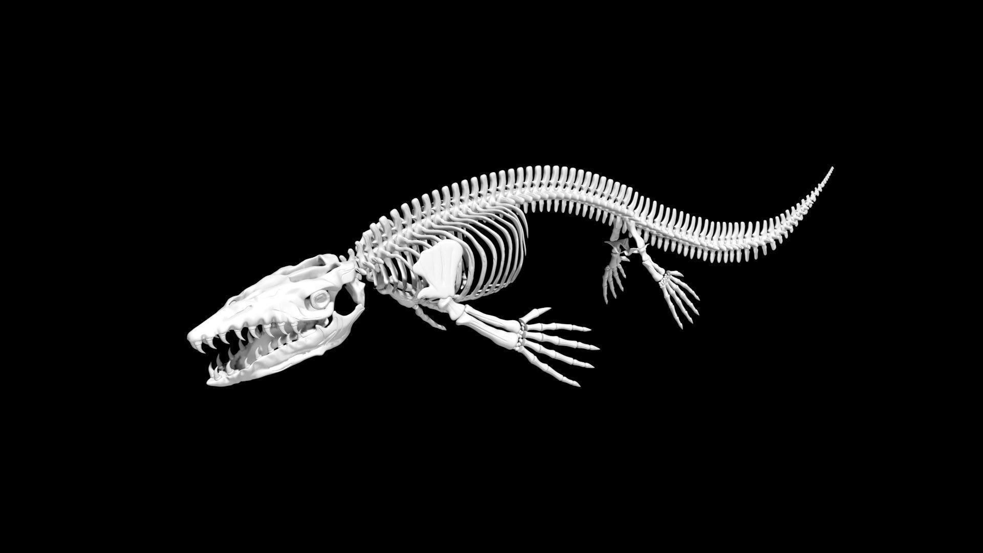Mosasaurus skeleton Low-poly 3D model_5