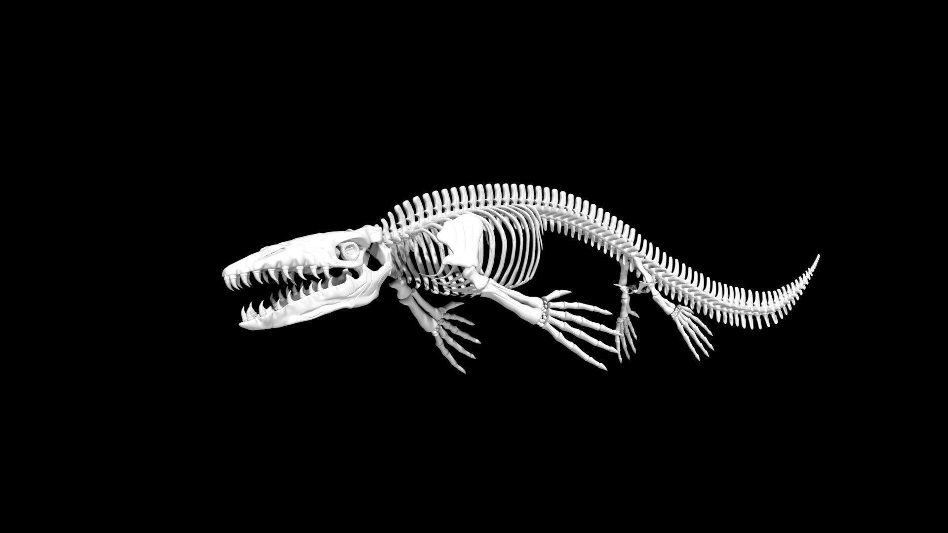 Mosasaurus skeleton Low-poly 3D model_7