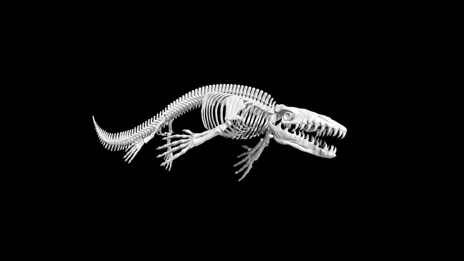 Mosasaurus skeleton Low-poly 3D model_6