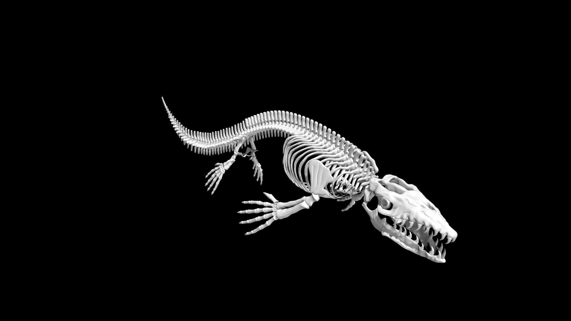 Mosasaurus skeleton Low-poly 3D model_2