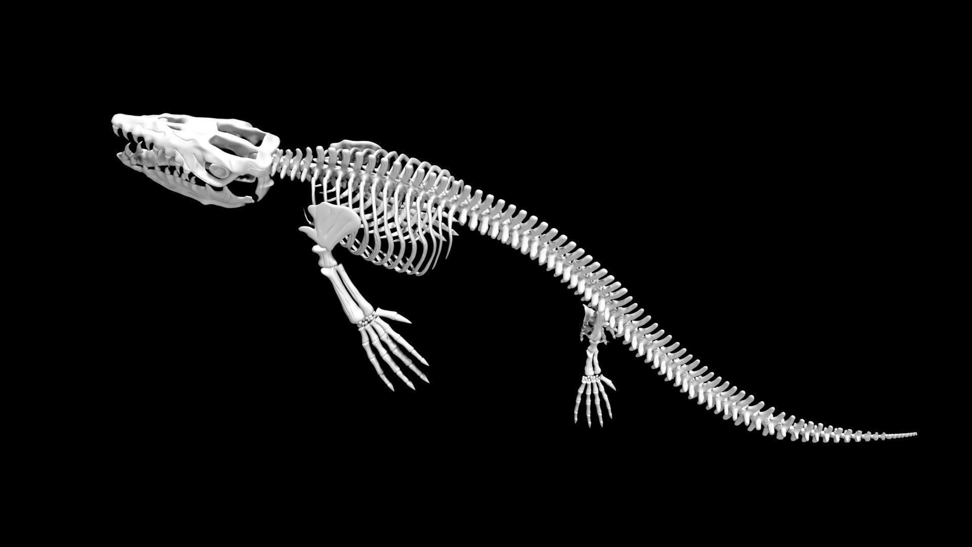 Mosasaurus skeleton Low-poly 3D model_3