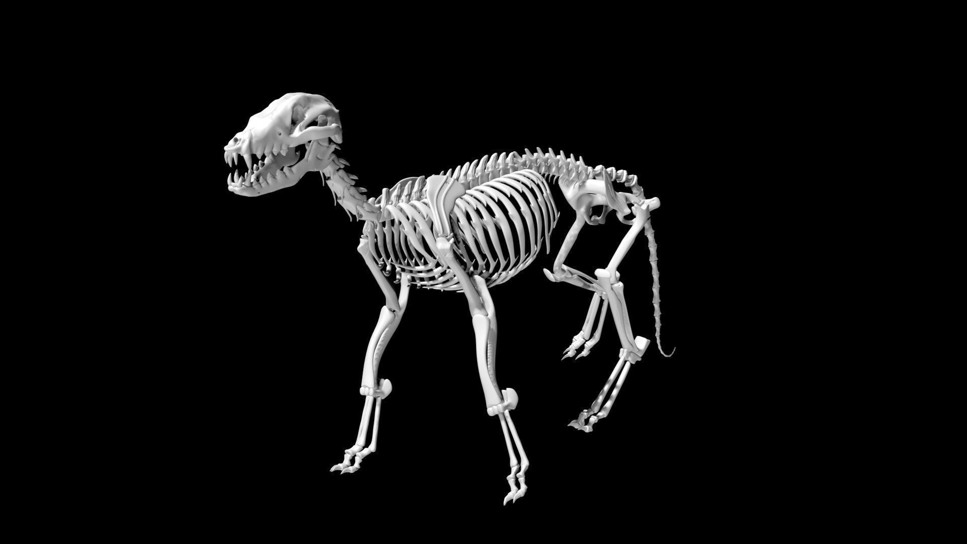 Fox skeleton Low-poly 3D model_4